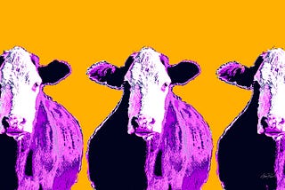 Three purple cows in a row facing head on. Set on a mustard background.