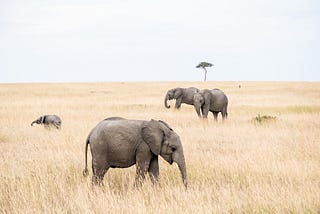 Four elephants, two of them young, in a dry African savannah with a single acacia-looking tree in the distance.