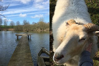 photo collage. left: small wooden pier by a pond. right: petting a fluffy ram.