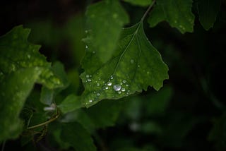52 Week Photography Project: September 2024