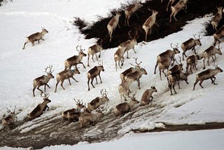 Running with Reindeer: my first hand experience with Arctic pastoralism in Finnmark