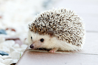 The Hedgehog Concept — How to Find Your Dream Job