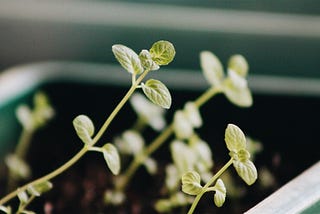 Plant Seedlings Classification using CNNs