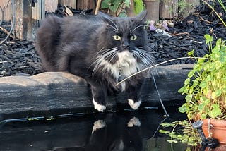 Tuxedo cat with its paws over the edge of a pond looking directly at the camera.