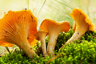 Through the Lens of Mushroom Foraging or any Other Potentially Life-Threatening Endeavor: A New…