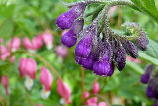 Comfrey — Health Benefits And Risks