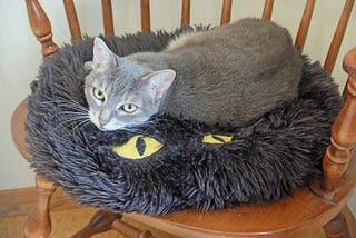 Shadow Selects New Safe Sleeping place