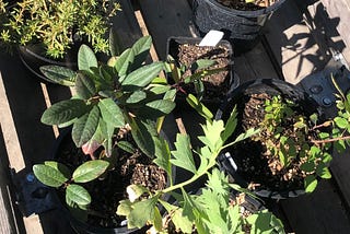 A wagon filled with different plants in small nursery plants