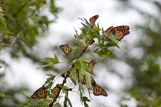 Why It’s Important to Protect Milkweed