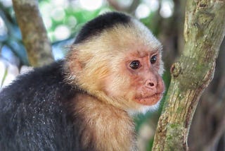 Falling for Manuel Antonio: A Three-Day Love Story