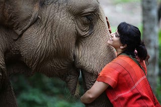 Walking with gentle giants: A day as an elephant keeper