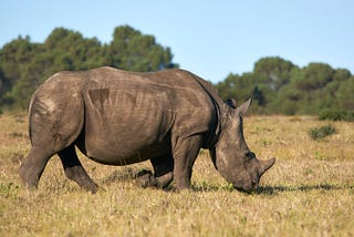 A Rhino walking