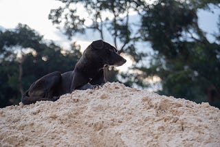 Relaxing on top of sand mined from Lake Victoria.Dogs are loving dogs are family .