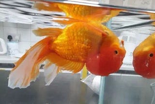 How to Cure Swim Bladder Disease? A Complete Guide