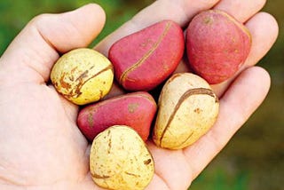 THE BIG DEAL ABOUT KOLA NUTS AND THE IGBO PEOPLE