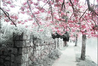 This is a beautiful, full pink tree atop a gray-stone wall…