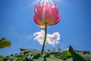 Holy Loves of Universe