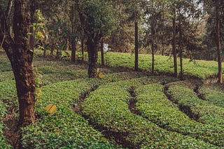 The socioeconomic impacts of Tea on the Yunnan provincal economy Pt. 1