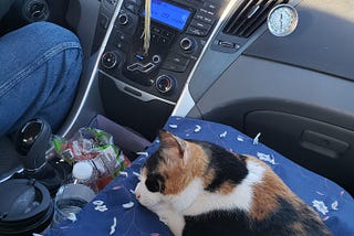 Luna The Traveling Cat