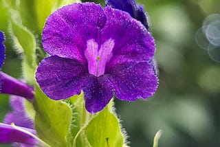closeup of purple flower with dew