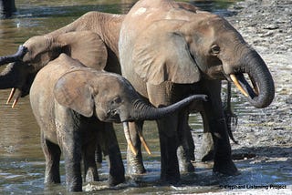 Pending Federal Legislation Could Both Help And Hurt Elephants- Fall 2018 Update