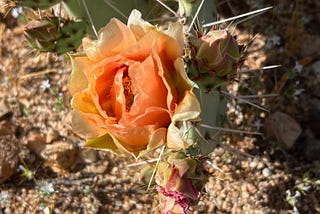 More Cactus Roses