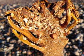 Seaweed memories
