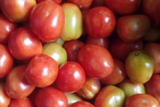 When is the BEST time to plant Tomatoes?