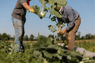 A Three-Pronged Approach to Farmer Investment