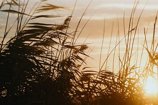 Sviluppi epistemologici dell’Ipnosi nella seconda cibernetica