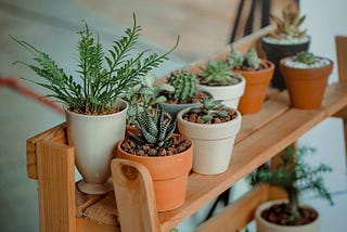 Are Indoor Plants a Myth?