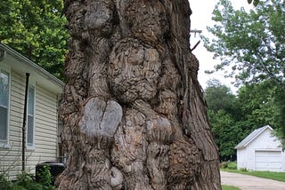 a tree trunk that’s got deep knots that look like faces