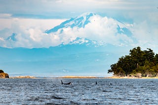 October 14: Happy Orca Recovery Day