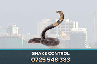 Snake Control Service in Nairobi, Kenya