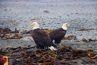 Conversations About Christmas Between an Alaskan Eagle Couple