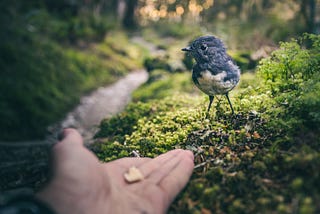 A bird looking at a human outstretched hand with food in it