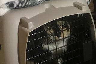 Coco the calico creep JAILED sentenced to 30 minutes hard time
