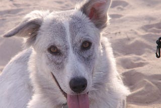 Do Rescue Dogs Really Remember Their Past Lives?