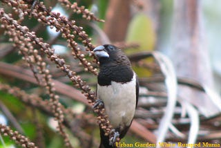 White Rumped Munia (Vee Kurulla)