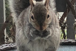 Image of a squirrel, with tail curled up its back, nibbling on a nut, on a deck table.