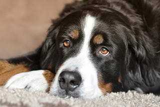 Conheça as 5 raças de cachorro mais caras do mundo — por Rafael Libman