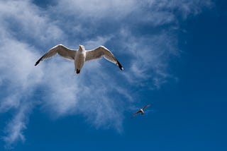 Gulls flying in a deep blue sky