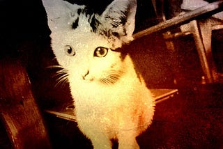 kitten