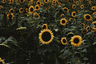 sunflower(s).