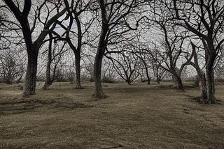 dying trees