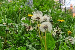 A Dandelion in the Wind