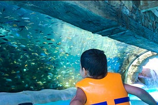 Everything you must know before visiting Aquatica Orlando