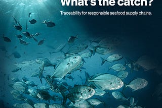 What’s the catch? Traceability for responsible seafood supply chains