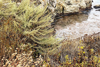 An image of the California coast, with jagged rocks leading into the ocean and wild green plants and pink and yellow flowers at the edge.