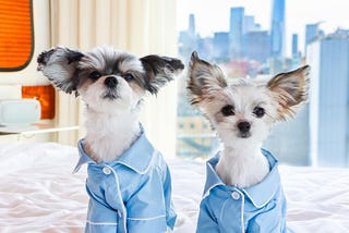 From Rags To Riches, Meet The Top Petfluencers Tinkerbelle The Dog And Belle The Dog